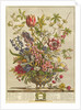 February, from `Twelve Months of Flowers' by Robert Furber by Pieter (after) Casteels