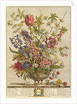 February, from `Twelve Months of Flowers' by Robert Furber by Pieter (after) Casteels