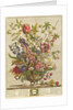 February, from `Twelve Months of Flowers' by Robert Furber by Pieter (after) Casteels