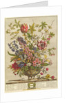 February, from `Twelve Months of Flowers' by Robert Furber by Pieter (after) Casteels