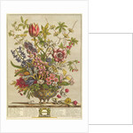 February, from `Twelve Months of Flowers' by Robert Furber by Pieter (after) Casteels