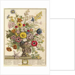 November by Pieter Casteels