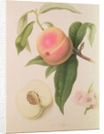 Noblesse Peach by William Hooker