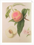 Noblesse Peach by William Hooker