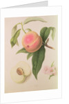 Noblesse Peach by William Hooker