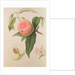 Noblesse Peach by William Hooker