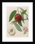 Nectarine: Neals Early Purple by William Hooker