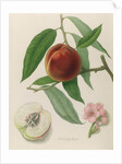 Nectarine: Neals Early Purple by William Hooker