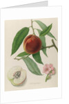 Nectarine: Neals Early Purple by William Hooker