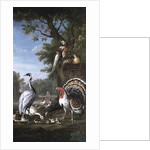 Group of Exotic Birds by Pieter Casteels