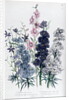 Delphiniums by Jane Loudon
