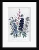 Delphiniums by Jane Loudon