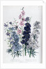 Delphiniums by Jane Loudon