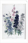 Delphiniums by Jane Loudon