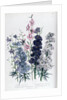 Delphiniums by Jane Loudon
