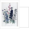 Delphiniums by Jane Loudon