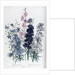 Delphiniums by Jane Loudon