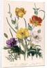 Poppies and Anemones by Jane Loudon
