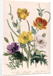 Poppies and Anemones by Jane Loudon
