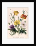 Poppies and Anemones by Jane Loudon