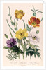 Poppies and Anemones by Jane Loudon