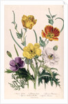 Poppies and Anemones by Jane Loudon