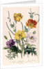 Poppies and Anemones by Jane Loudon