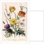 Poppies and Anemones by Jane Loudon