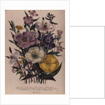 Godetia and Anothera by Jane Loudon