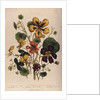 Nasturtium by Jane Loudon