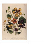 Nasturtium by Jane Loudon