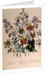 Crane's Bill, plate 42 from 'The Ladies' Flower Garden', published 1842 by Jane Loudon