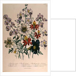 Crane's Bill, plate 42 from 'The Ladies' Flower Garden', published 1842 by Jane Loudon