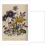 Calandrinia by Jane Loudon