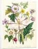 Devil's Trumpet, plate 46 from 'The Ladies' Flower Garden', published 1842 by Jane Loudon