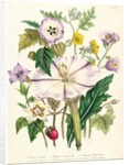 Devil's Trumpet, plate 46 from 'The Ladies' Flower Garden', published 1842 by Jane Loudon