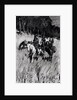 Early Pioneers on the Blue Ridge by Frederic Remington (after)