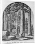 Mammoth tree grove in the Valley of the Calaveras by American School