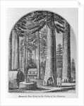 Mammoth tree grove in the Valley of the Calaveras by American School