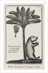 A Capivard or Water Hog at the Foot of a Bananier, from de Gennes' 'Voyage to the Straits of Magellan', by the Sieur Froger, 1698 by American School