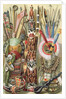 Weapons, utensils and ornaments of American Indians by English School