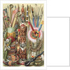 Weapons, utensils and ornaments of American Indians by English School