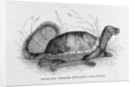 Snuff-box Tortoise by French School