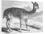 The Vicuna at the Rio de Azufre by English School