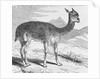 The Vicuna at the Rio de Azufre by English School