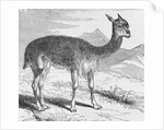 The Vicuna at the Rio de Azufre by English School