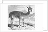 The Vicuna at the Rio de Azufre by English School