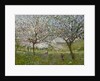 Apple Trees in Flower by Ernest Quost