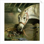 Horse and kittens, 1890 by Moritz Muller