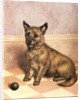 Waiting to Play, a Cairn terrier with a ball by Frank Paton